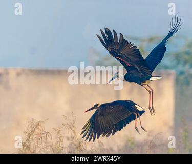 Une paire de Woolly Neck Stork en vol Banque D'Images