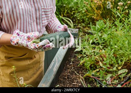 vue rognée de la femme mature avec des gants de jardinage tenant des courgettes fraîches dans les mains près du lit de plantation Banque D'Images