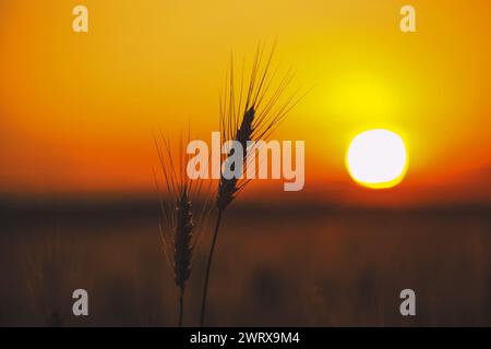 Les épillets de blé se rapprochent sur un coucher de soleil en arrière-plan. Récolte des céréales en été. Banque D'Images