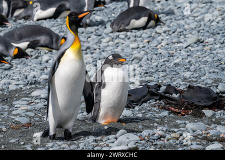 Australie, Tasmanie, île de Macquarie, manchots royaux (Aptenodytes patagonica) et manchots doux de Sandy Bay (UNESCO). Banque D'Images