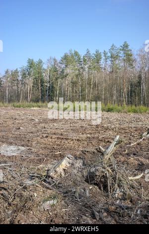 Photo d'une souche d'arbre, mise au point sélective. Banque D'Images