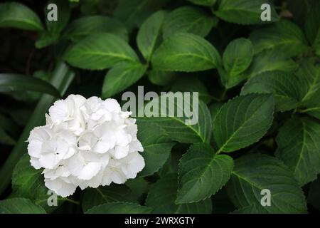 Une hortensia blanche fleurissant tranquillement dans un coin du jardin Banque D'Images