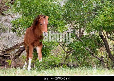 Un jeune poulain de poney sauvage (Equus caballus) à Assateague Island National Seashore, Maryland Banque D'Images