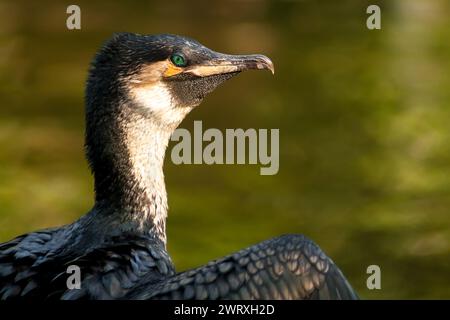 Un cormoran à poitrine blanche (Phalacrocorax lucidus) Banque D'Images