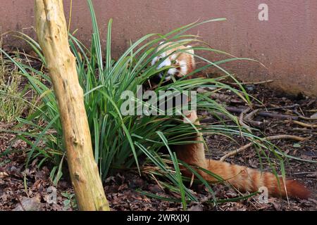 Un panda rouge, une espèce menacée, dans un enclos. 3 mars 2023. Zoo de Marwell, NR Winchester, Hampshire, Angleterre. L'une des vues du parc zoologique qui est un organisme de bienfaisance enregistré en Angleterre. Marwell abrite un certain nombre d'espèces menacées dans la nature et fait beaucoup de travail de conservation et travaille avec des groupes éducatifs. Banque D'Images