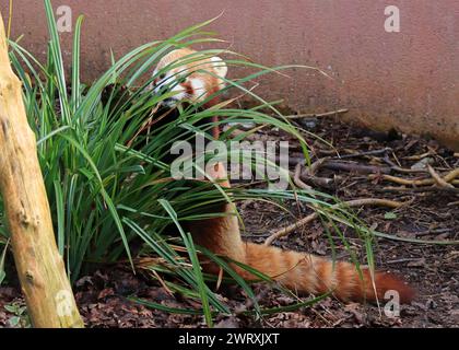 Un panda rouge caché derrière le feuillage de cupidité. 3 mars 2023. Zoo de Marwell, NR Winchester, Hampshire, Angleterre. L'une des vues du parc zoologique qui est un organisme de bienfaisance enregistré en Angleterre. Marwell abrite un certain nombre d'espèces menacées dans la nature et fait beaucoup de travail de conservation et travaille avec des groupes éducatifs. Banque D'Images