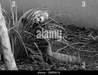 Une vue en noir et blanc, monochrome, d'un panda rouge partiellement caché par le feuillage. 3 mars 2023. Zoo de Marwell, NR Winchester, Hampshire, Angleterre. L'une des vues du parc zoologique qui est un organisme de bienfaisance enregistré en Angleterre. Marwell abrite un certain nombre d'espèces menacées dans la nature et fait beaucoup de travail de conservation et travaille avec des groupes éducatifs. Banque D'Images