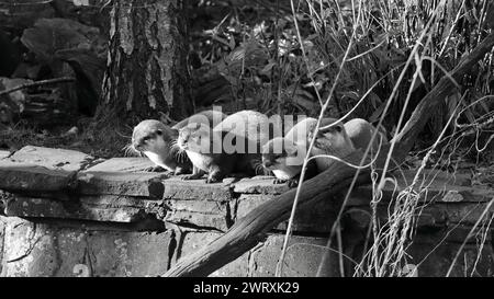 Noir et blanc, monochrome, un groupe de loutres asiatiques à petites griffes. 3 mars 2023. Zoo de Marwell, NR Winchester, Hampshire, Angleterre. L'une des vues du parc zoologique qui est un organisme de bienfaisance enregistré en Angleterre. Marwell abrite un certain nombre d'espèces menacées dans la nature et fait beaucoup de travail de conservation et travaille avec des groupes éducatifs. Banque D'Images