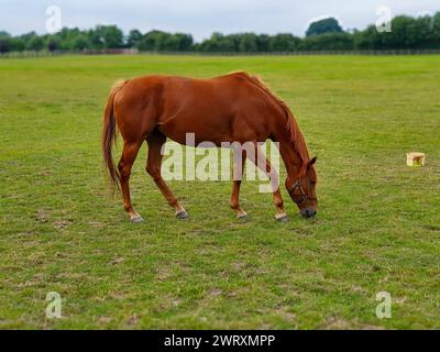 Repos de l'étalon arabe : scène sereine sur le sol Banque D'Images
