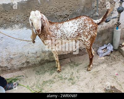 chèvre qurbani eid ul adha Banque D'Images