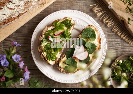 Plantes comestibles sauvages printanières - jeune moutarde à l'ail et feuilles de vieillesse moulues, sur pain au levain, vue de dessus Banque D'Images