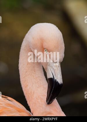 Gros plan de la tête d'un grand flamant rose, Phoenicopterus roseus. Banque D'Images