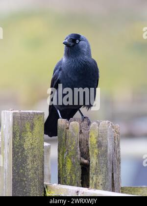 Un jackdaw occidental, Coloeus monedula, également connu sous le nom de jackdaw eurasien, le jackdaw européen, ou simplement le jackdaw, Banque D'Images