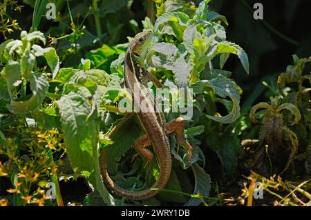 Lézard vert Balcan ou lacerta trilineata dans l'herbe. Banque D'Images