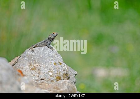 Lézard hardun gris (Laudakia stellio) prenant un bain de soleil sur un rocher dans son habitat naturel. Banque D'Images