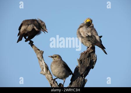 L'amidons à cheval (Creatophora cinerea) est un oiseau résident nomade en Afrique orientale et australe. Banque D'Images