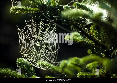 Tôt le matin, la lumière et la rosée couvrent une toile d'araignées dans la forêt nationale de Pisgah, Caroline du Nord Banque D'Images