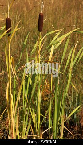 Deux fleurs de Cattails (Typha) dans le parc national de Yellowstone, Wyoming Banque D'Images