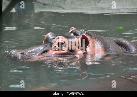 Observations d'hippopotames dans la piscine Banque D'Images