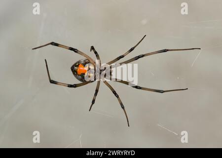 Brown Widow Spider (Latrodectus geometry) dans son espace de copie de vue ventrale Web. Concept de lutte contre les parasites de la nature. Banque D'Images