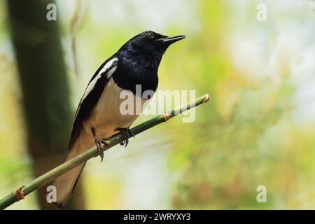 beau chant oiseau un mâle magpie orientale robin (copsychus saularis) perché sur une branche, forêt tropicale indienne Banque D'Images