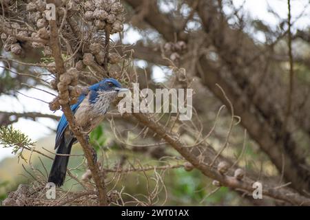 Un oiseau de couleur bleue, l'Aphelocoma insularis, ou Island Scrub-Jay, perché sur une branche d'arbre sur l'île de Santa Cruz, dans le parc national des îles Anglo-Normandes Banque D'Images