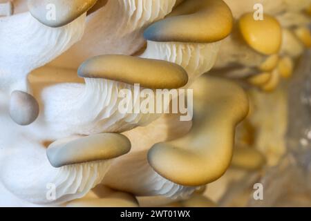 Champignon de l'huître - Pleurotus ostratus Banque D'Images