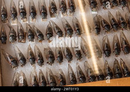 Beaucoup de cigales épinglées dans un boîtier de musée montrant la diversité des cigales de l'Amérique du Nord. Banque D'Images