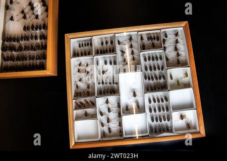 Beaucoup de cigales épinglées dans un boîtier de musée montrant la diversité des cigales de l'Amérique du Nord. De nombreuses espèces de l'insecte sont représentées. Banque D'Images