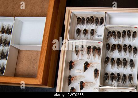 Beaucoup de cigales épinglées dans un boîtier de musée montrant la diversité des cigales de l'Amérique du Nord. De nombreuses espèces de l'insecte sont représentées. Banque D'Images