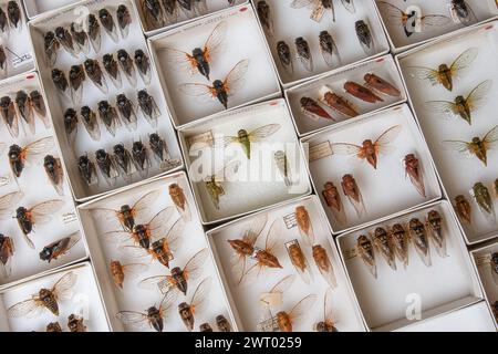 Beaucoup de cigales épinglées dans un boîtier de musée montrant la diversité des cigales de l'Amérique du Nord. De nombreuses espèces de l'insecte sont représentées. Banque D'Images