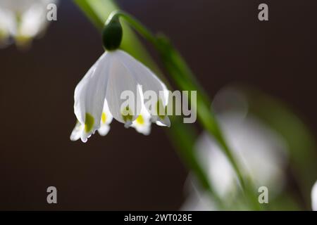 Belles fleurs de flocon de neige printanier fleurissant dans la forêt, soft focus, Leucojum vernum Banque D'Images