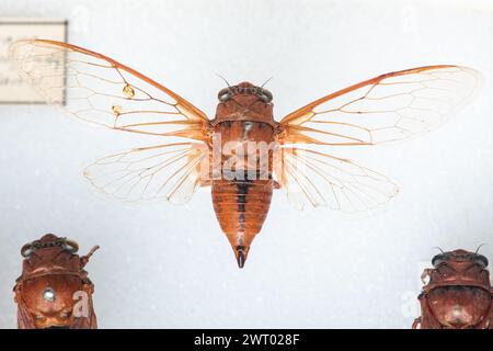 Holotype d'une espèce d'Okanagana cigale de Californie dans une collection entomologique d'insectes du musée. Banque D'Images
