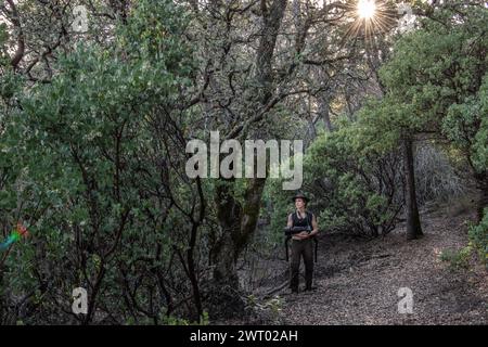 Une femme randonneuse dans le sous-étage dense d'une forêt de madrones dans le parc d'État Henry W. Coe en Californie. Banque D'Images