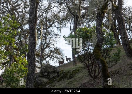 Cerf (Odocoileus hemionus) debout entre les arbres dans une forêt sur une crête en Californie, les silhouettes de cerf sont rétroéclairées par le ciel. Banque D'Images