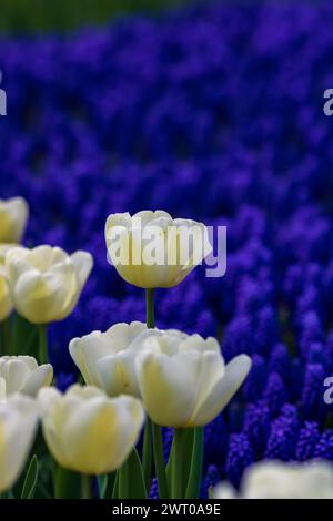 Tulipes blanches au foyer et jacinthes de raisin sur le fond. Concept April Blossom. Banque D'Images
