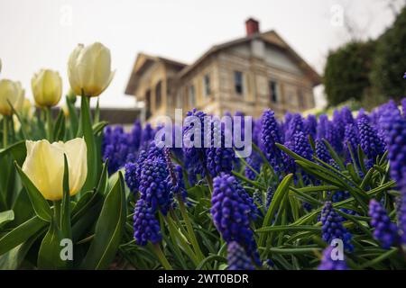 Jacinthes et tulipes avec Sari Kosk ou Pavillon jaune en arrière-plan dans Emirgan Park. Banque D'Images