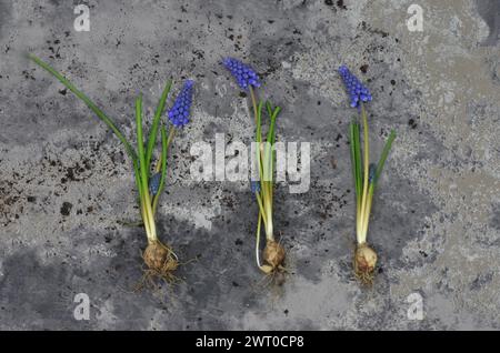 Bulbes de jacinthe de raisin avec des fleurs sur un fond grunge. Vue de dessus. Banque D'Images