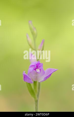 Helleborine rouge (Cephalanthera rubra), fleur, Provence, Sud de la France, France Banque D'Images