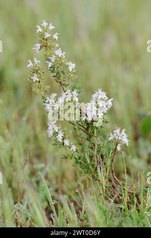 Thym commun (Thymus vulgaris), plante à fleurs, médicinale et aromatique, Provence, sud de la France Banque D'Images