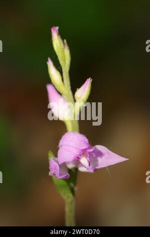 Helleborine rouge (Cephalanthera rubra), fleur, Provence, Sud de la France, France Banque D'Images