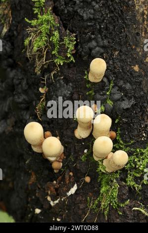 Plumeau de poire ou boviste de poire (Apioperdon pyriforme, Lycoperdon pyriforme), Rhénanie du Nord-Westphalie, Allemagne Banque D'Images