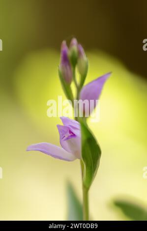 Helleborine rouge (Cephalanthera rubra), fleur, Provence, Sud de la France, France Banque D'Images