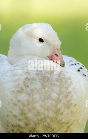 Oie des hautes terres (Chloephaga picta), mâle, portrait, captive, occurrence en Amérique du Sud Banque D'Images