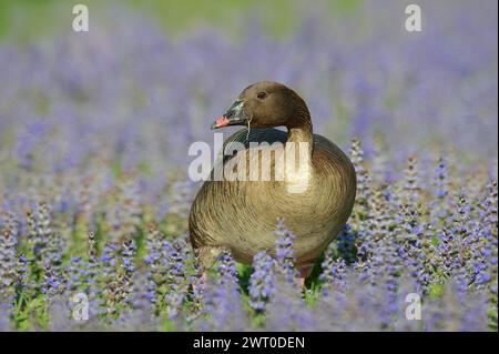 Oie à pattes roses (Anser brachyrhynchus), captive, présente au Groenland, en Islande et au Svalbard Banque D'Images