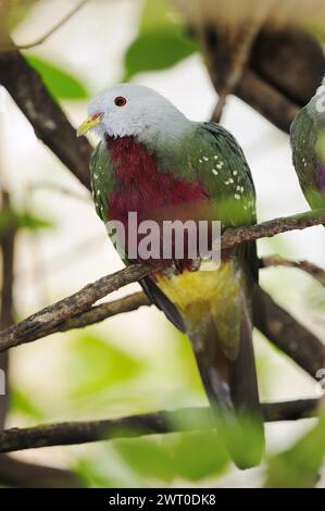 Colombe fruitière Wompoo (Ptilinopus magnificus), captive, se trouvant en Australie Banque D'Images