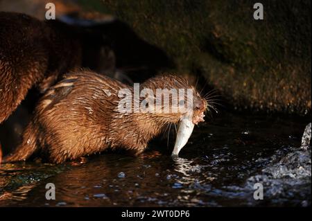 Loutre naine ou loutre orientale à petites griffes (Aonyx cinerea), juvénile avec poissons, captive, se trouvant en Asie Banque D'Images