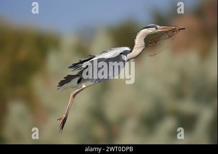 Héron gris ou héron gris (Ardea cinerea) volant avec du matériel de nidification dans son bec, Camargue, Provence, sud de la France Banque D'Images