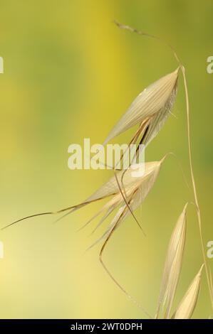 Avoine animée (Avena sterilis), épillets, Provence, sud de la France Banque D'Images