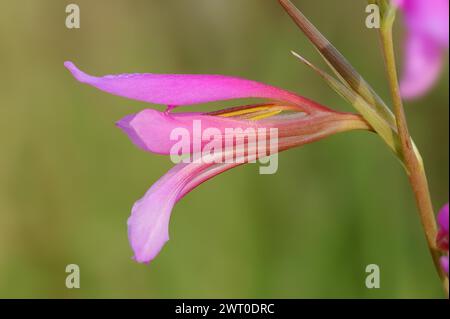 Glaïeule illyrien ou glaïeule sauvage (Gladiolus illyricus), fleurs, Camargue, Provence, sud de la France Banque D'Images